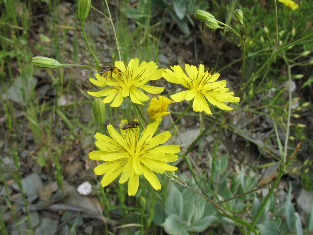 Image of Crepis pulchra ssp. turkestanica specimen.