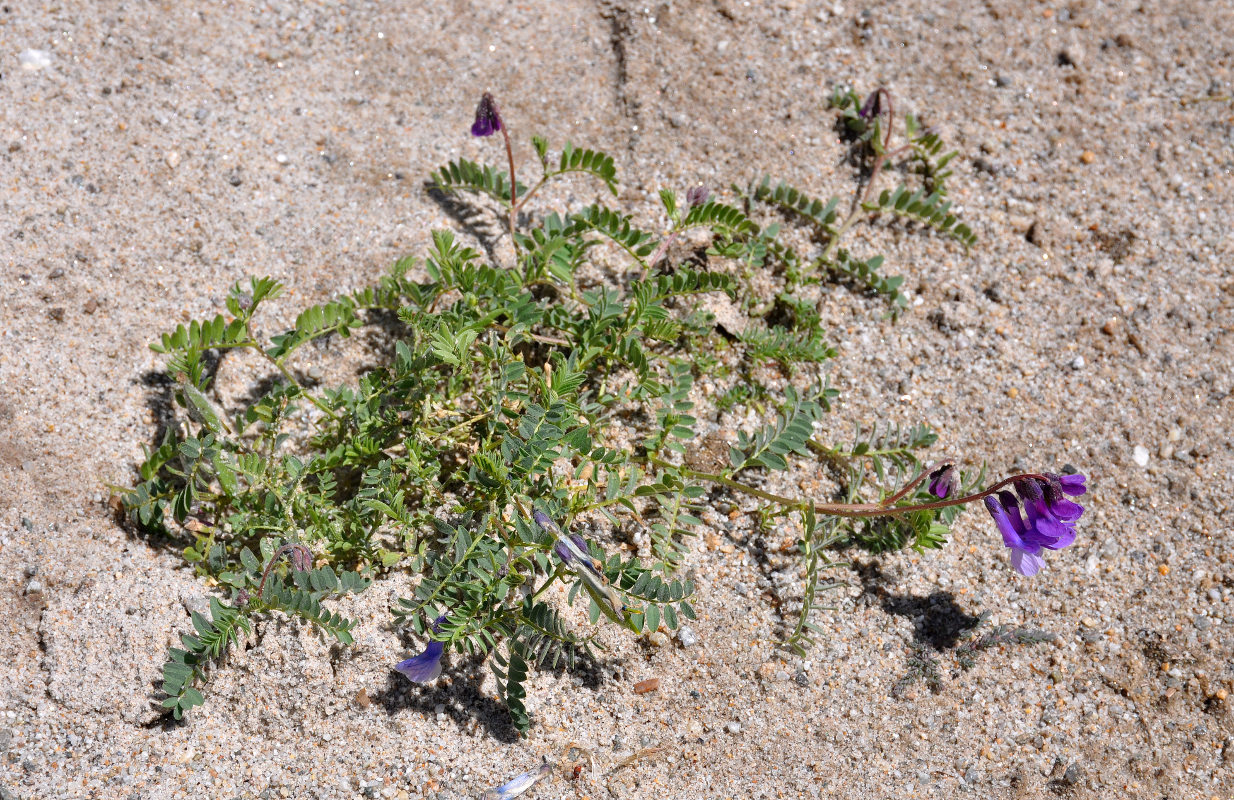 Image of Vicia sosnowskyi specimen.