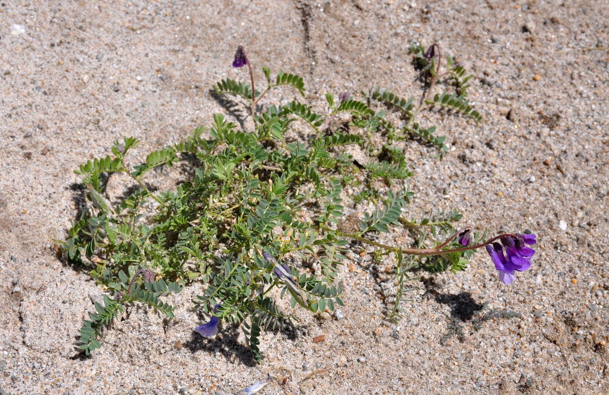 Изображение особи Vicia sosnowskyi.