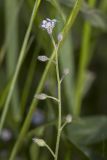 Myosotis arvensis. Верхушка цветущего растения. Крым, Бахчисарайский р-н, пос. Куйбышево, луг. 16.05.2016.