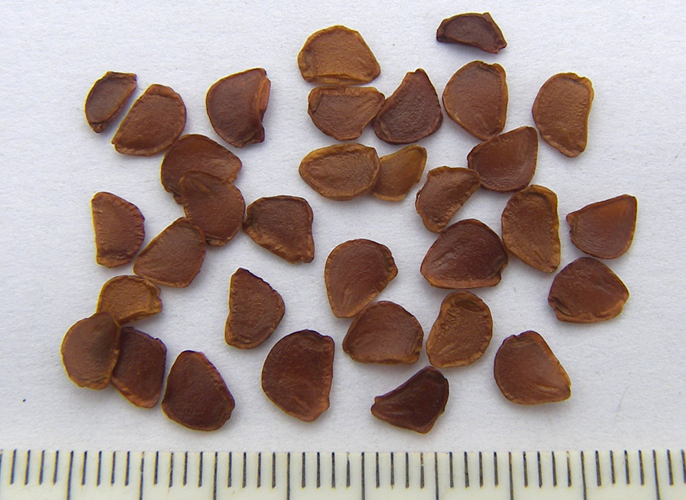 Image of Tulipa tarda specimen.