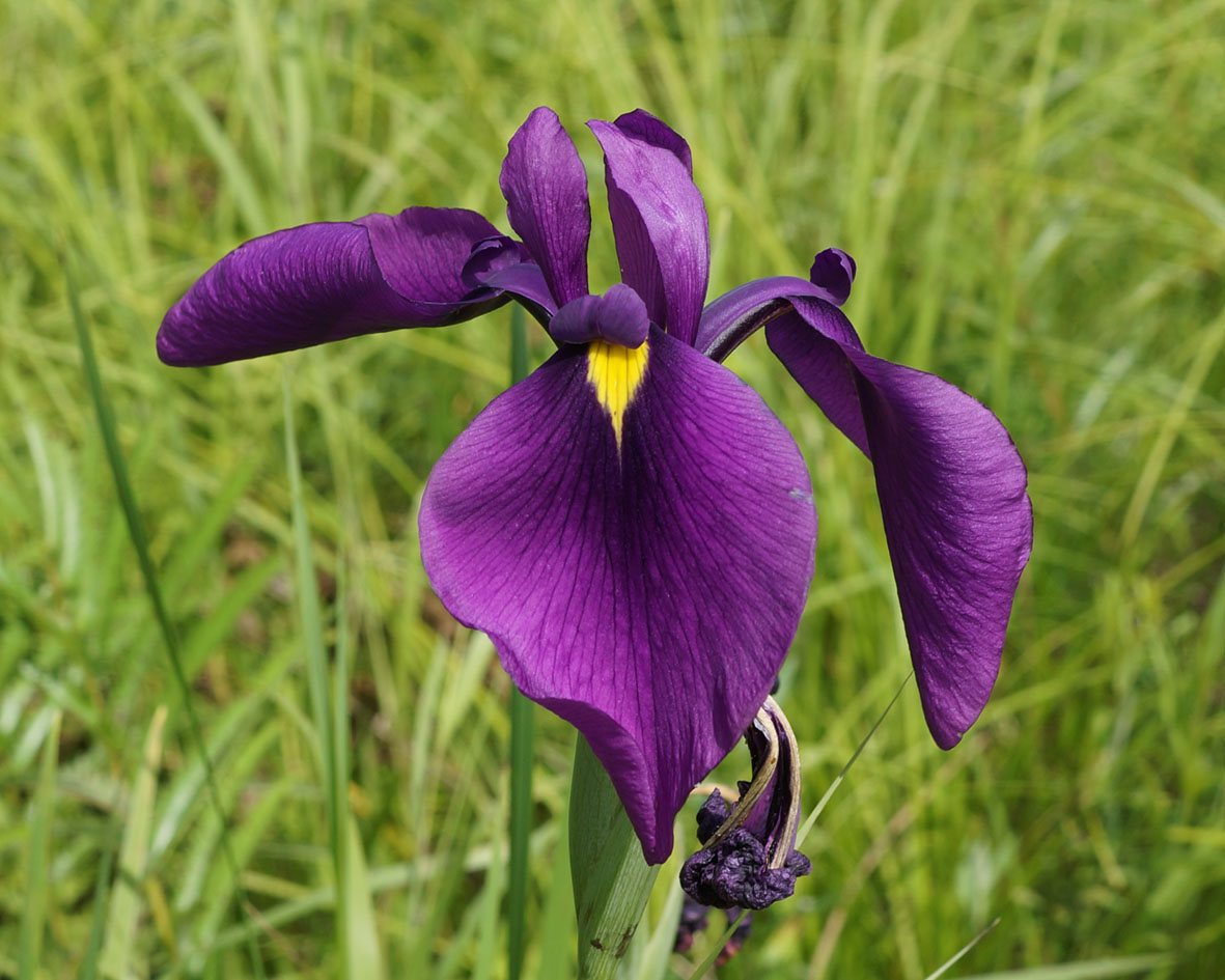 Изображение особи Iris ensata.