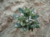 Saponaria spathulifolia