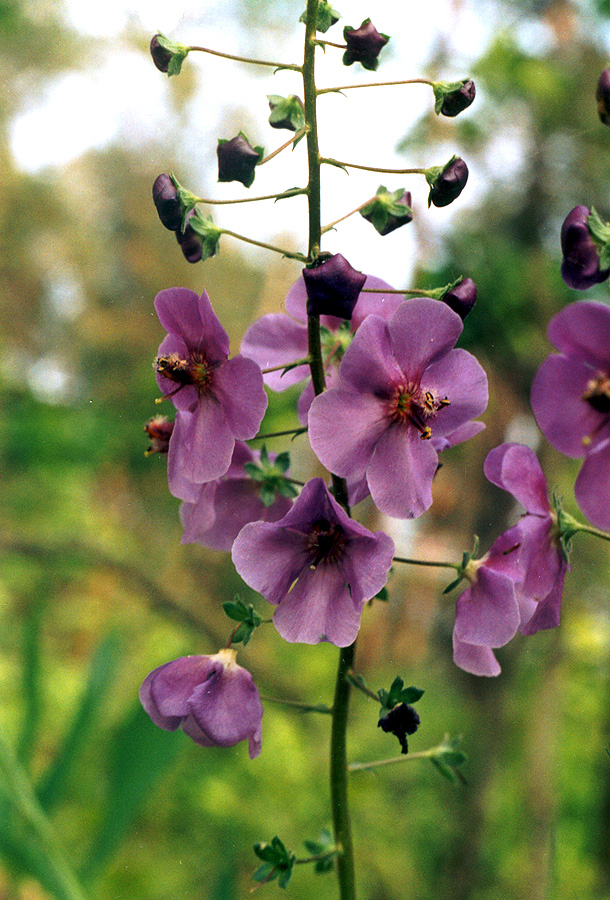 Image of Verbascum phoeniceum specimen.
