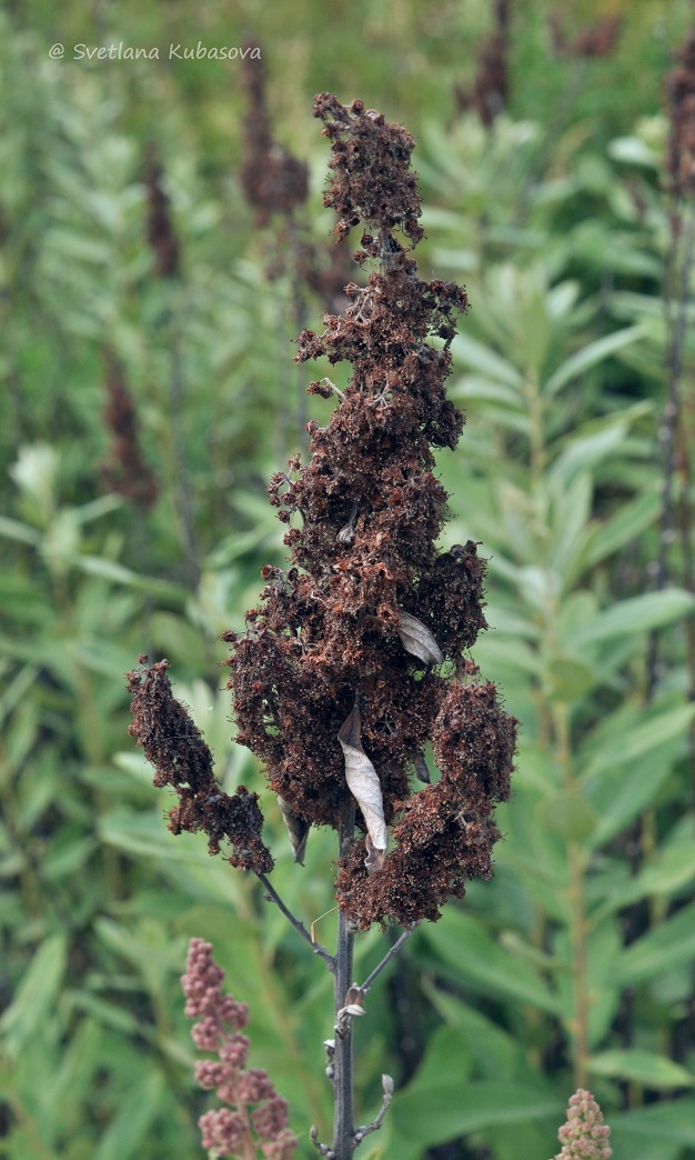 Image of Spiraea douglasii specimen.