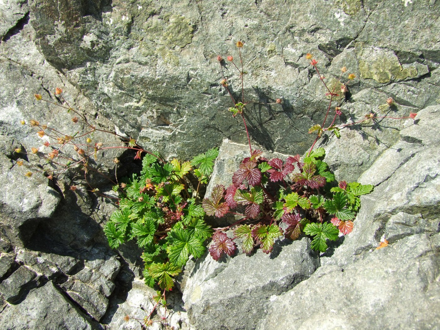 Image of Potentilla rupifraga specimen.