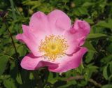 genus Rosa