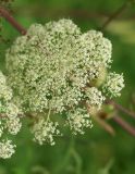 Angelica genuflexa