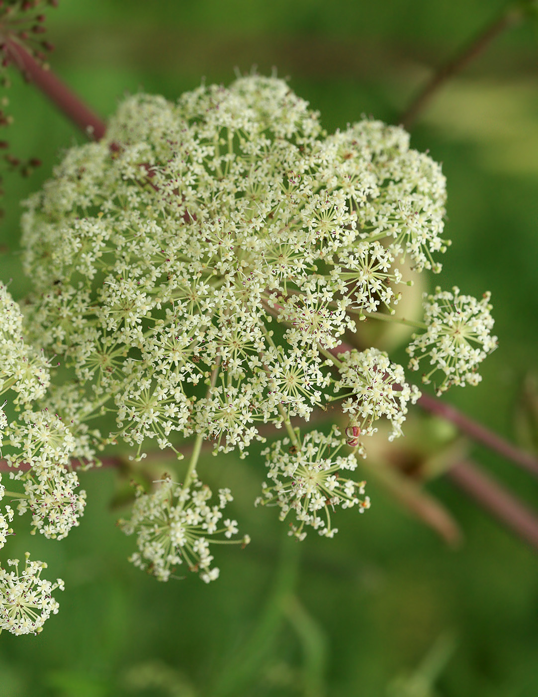 Image of Angelica genuflexa specimen.