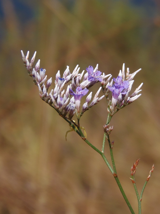 Изображение особи Limonium bungei.