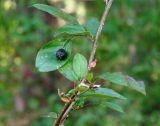 Cotoneaster lucidus. Часть веточки с плодом. Иркутская обл., Шелеховский р-н, окр. с. Шаманка, у подножия Шаманского утёса. 12.09.2016.