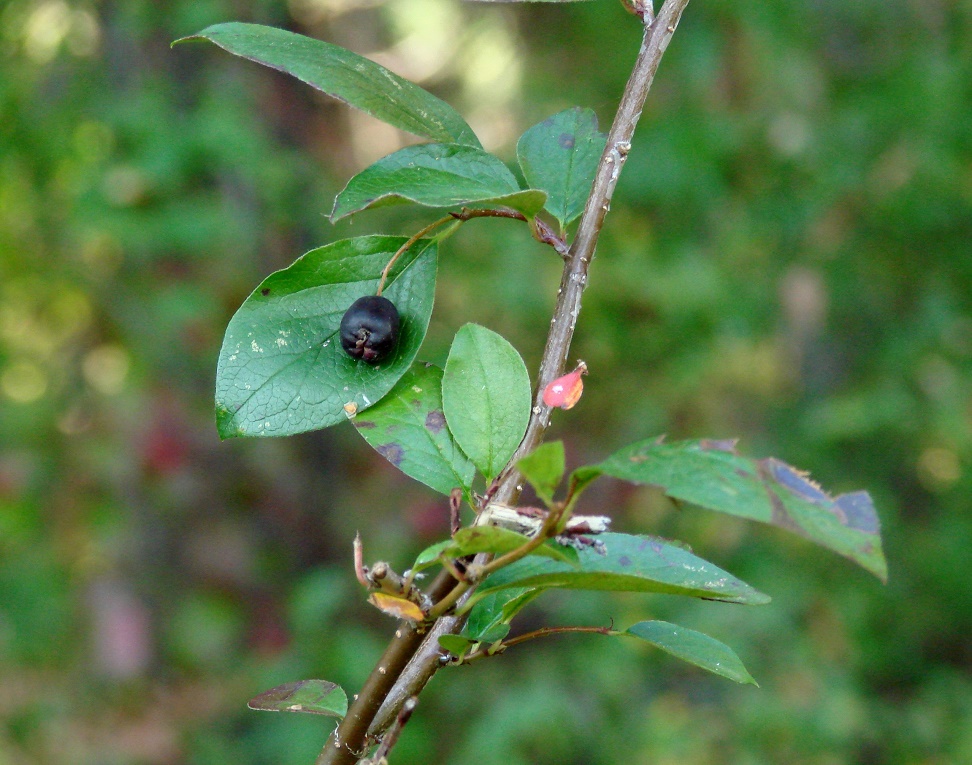 Изображение особи Cotoneaster lucidus.