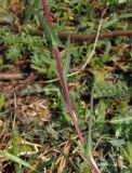 Lactuca saligna