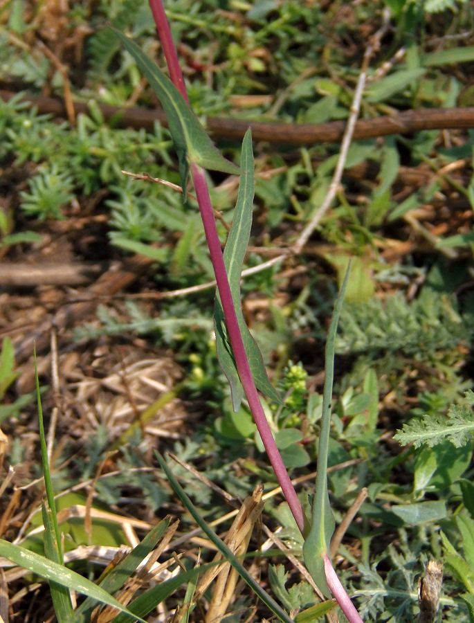 Image of Lactuca saligna specimen.