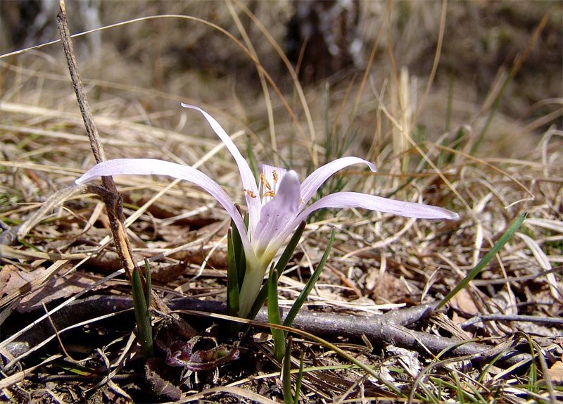 Image of Merendera trigyna specimen.