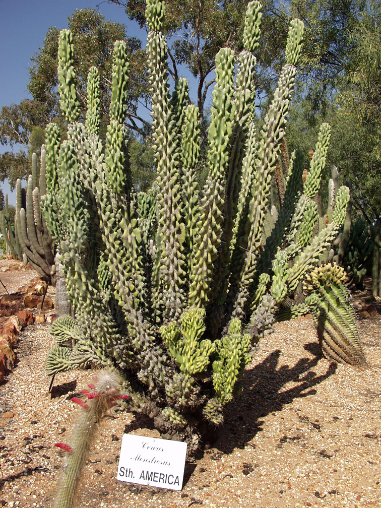 Изображение особи Cereus peruvianus var. monstrosus.