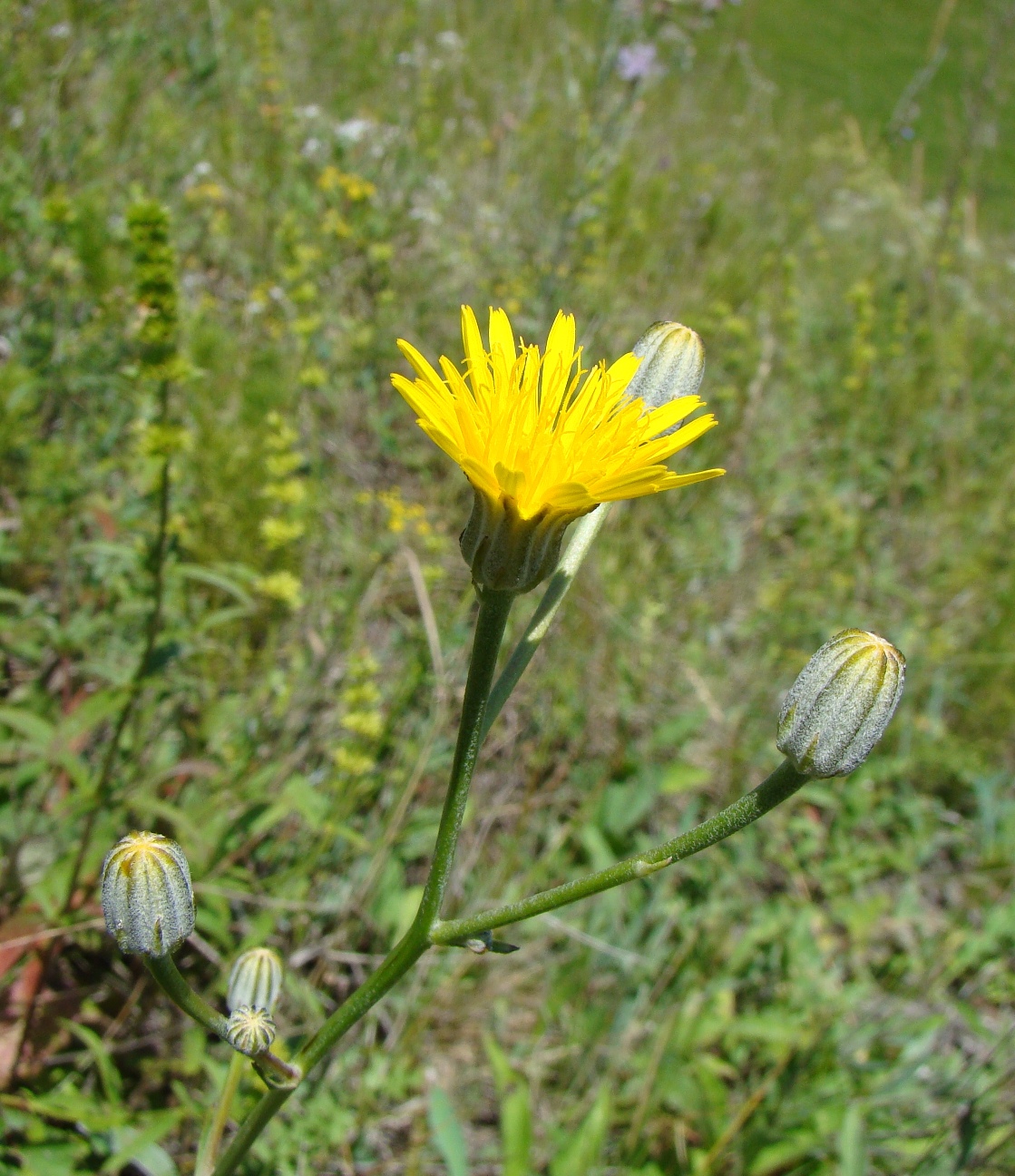 Image of Crepis pannonica specimen.