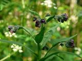 Cynoglossum officinale