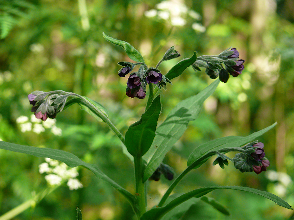 Изображение особи Cynoglossum officinale.