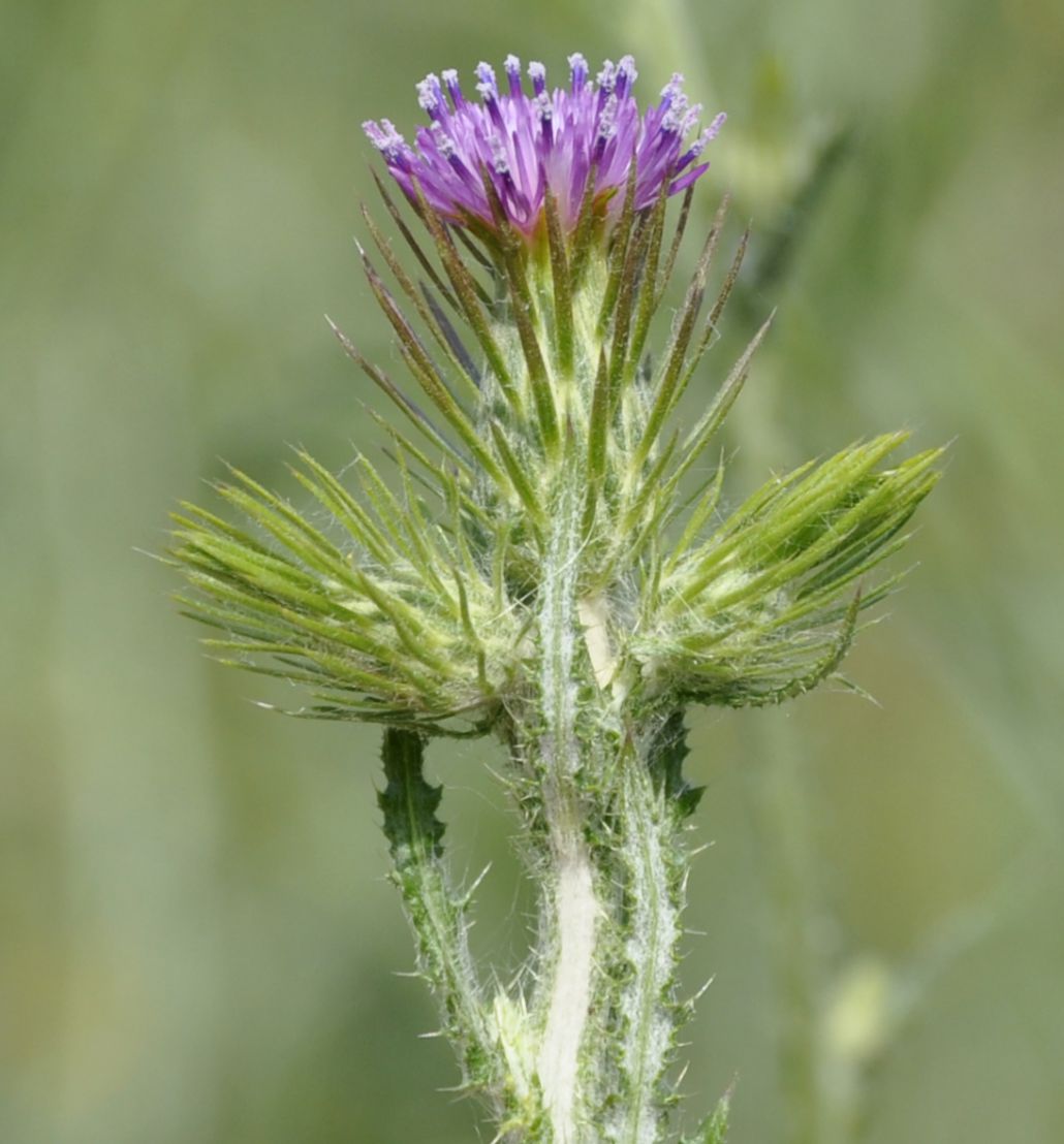 Изображение особи Carduus acicularis.