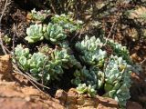 Dudleya farinosa. Вегетирующее растение с сухими прошлогодними цветоносами. США, Калифорния, Сан-Франциско, горка возле смотровой площадки.15.02.2017.