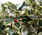 Ilex aquifolium