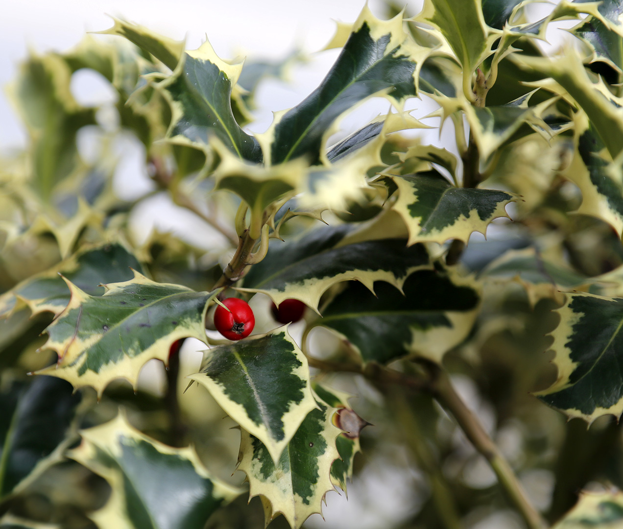 Изображение особи Ilex aquifolium.