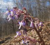 Trachystemon orientalis. Соцветие. Краснодарский край, Туапсинский р-н, гора Индюк, каштаново-дубово-буковый лес на склоне. 01.04.2017.