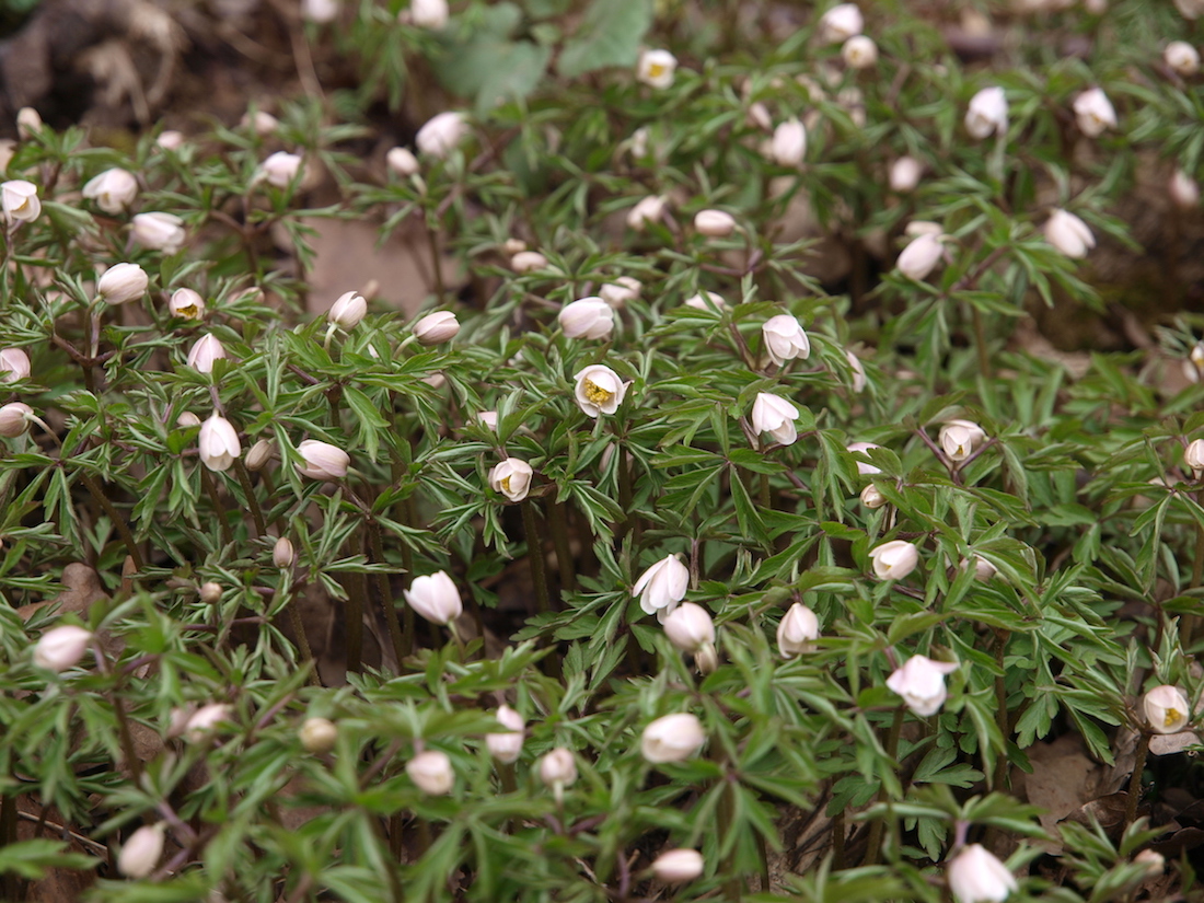 Image of Anemone nemorosa specimen.