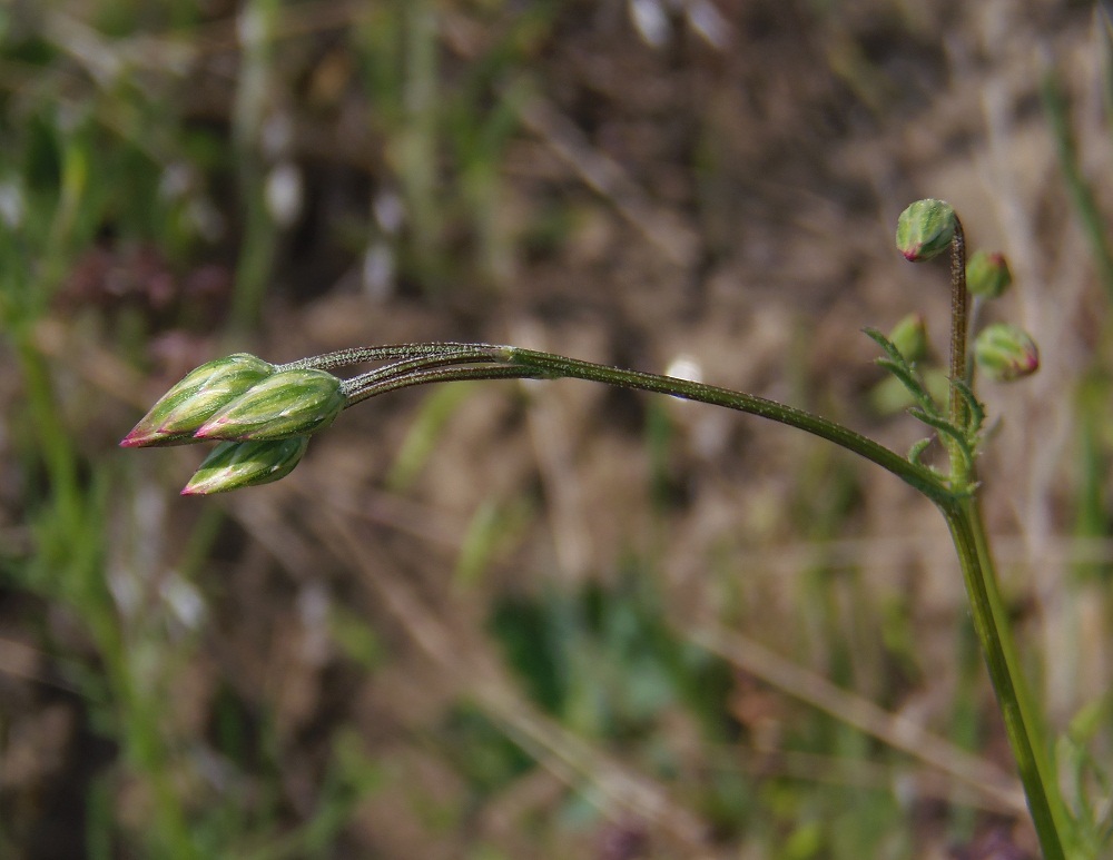 Изображение особи Crupina vulgaris.