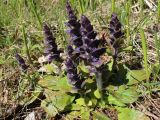 Ajuga pyramidalis