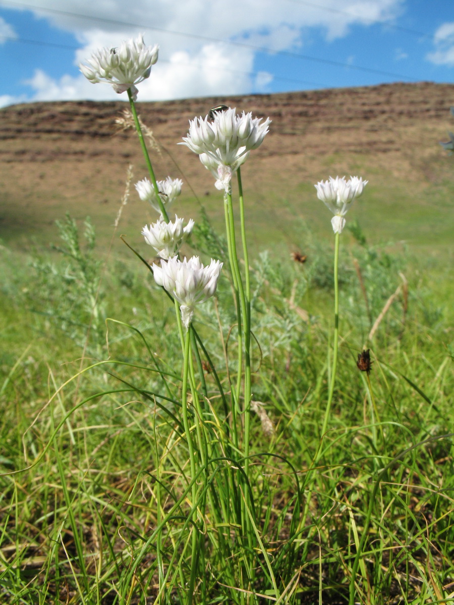 Изображение особи Allium parvulum.