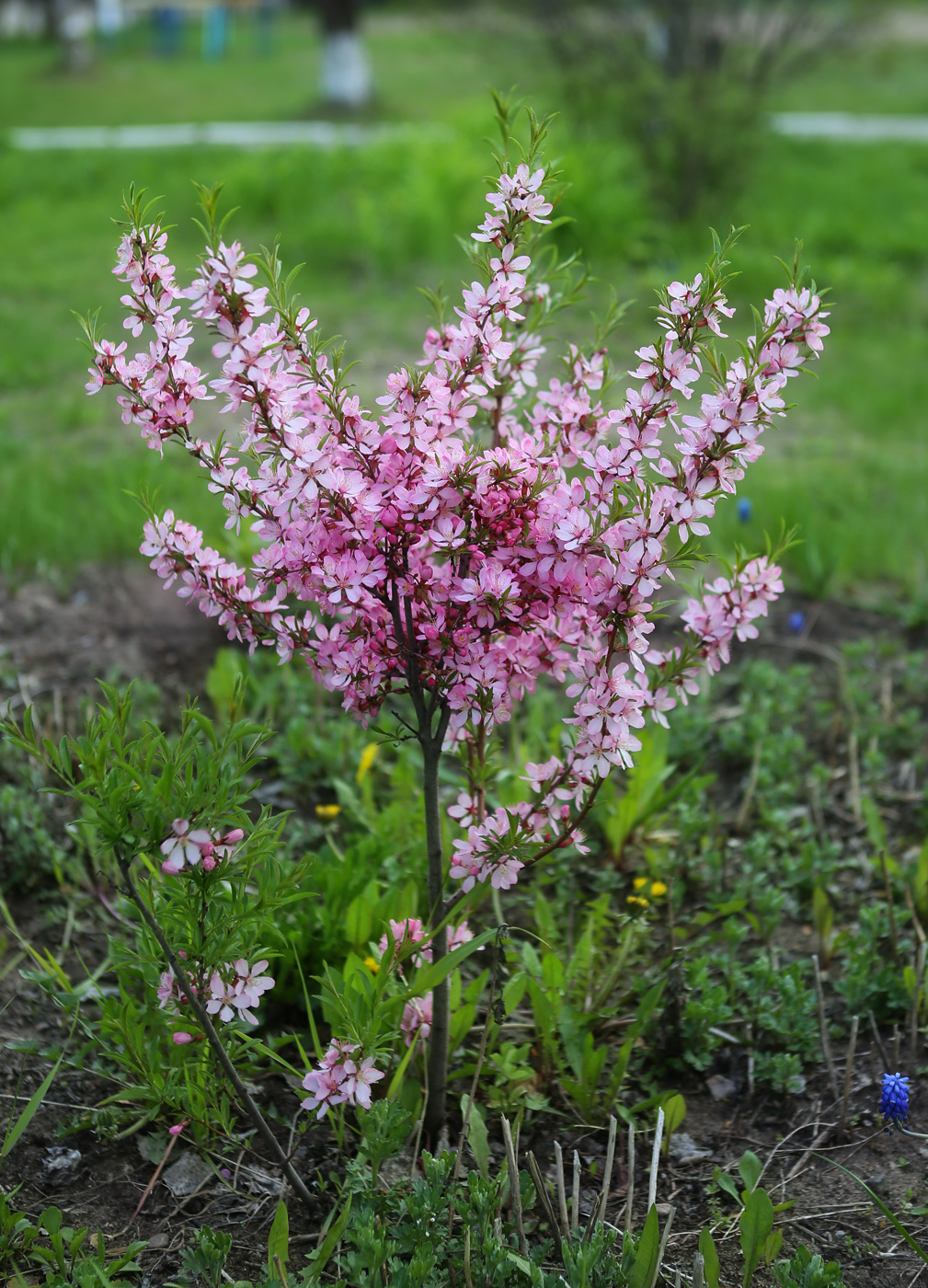 Изображение особи Amygdalus nana.