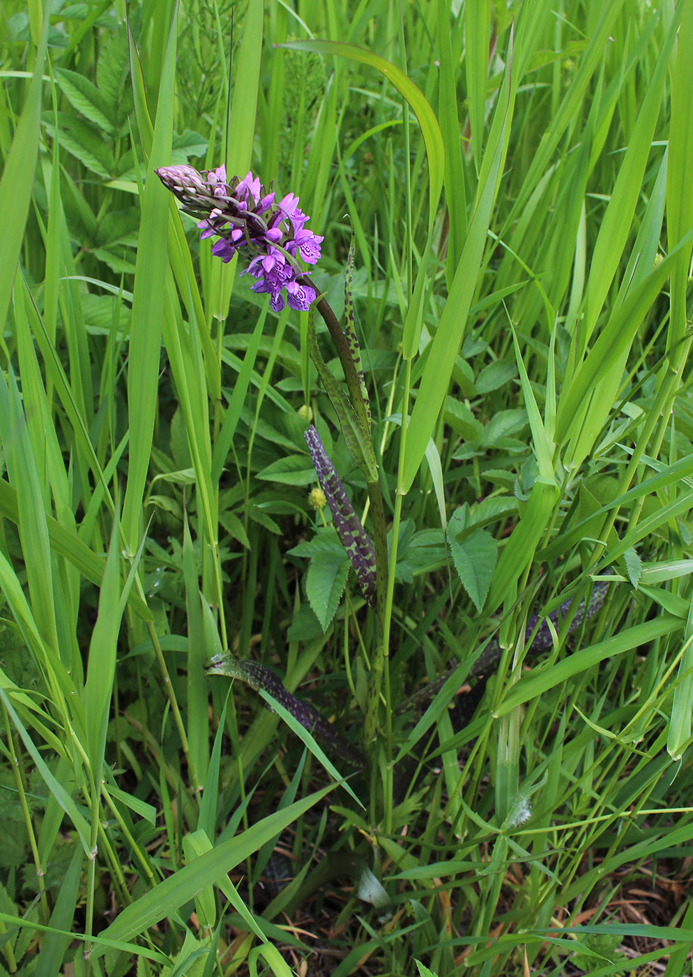 Image of Dactylorhiza baltica specimen.