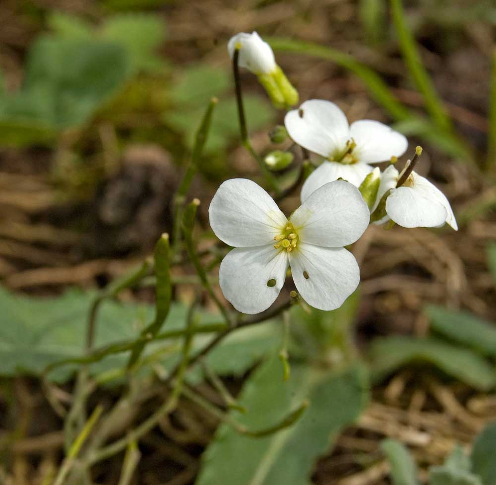 Image of Arabis caucasica specimen.