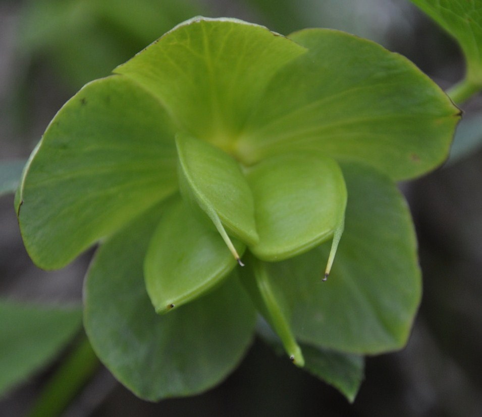 Изображение особи Helleborus cyclophyllus.