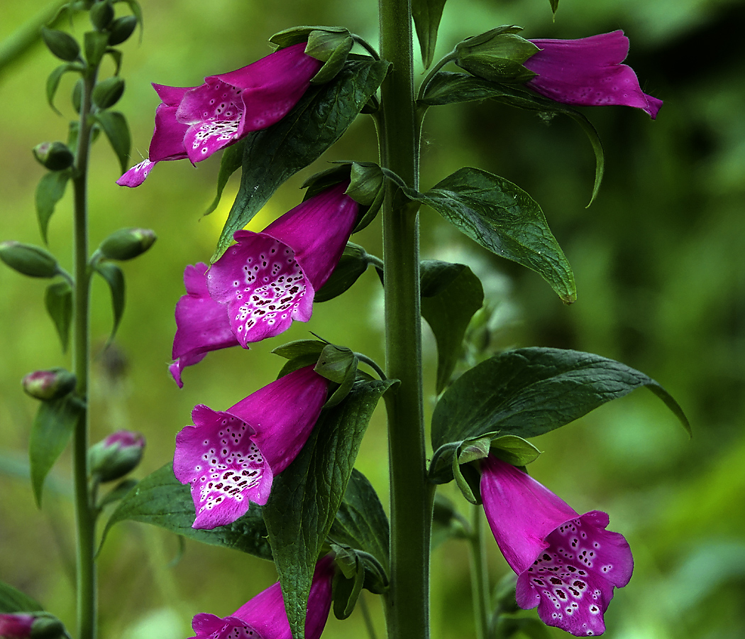 Изображение особи Digitalis purpurea.