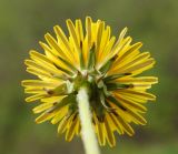 род Taraxacum. Соцветие (вид со стороны цветоножки). Восточный Казахстан, Глубоковский р-н, окр. с. Тарханка, берег речки. 10.05.2017.