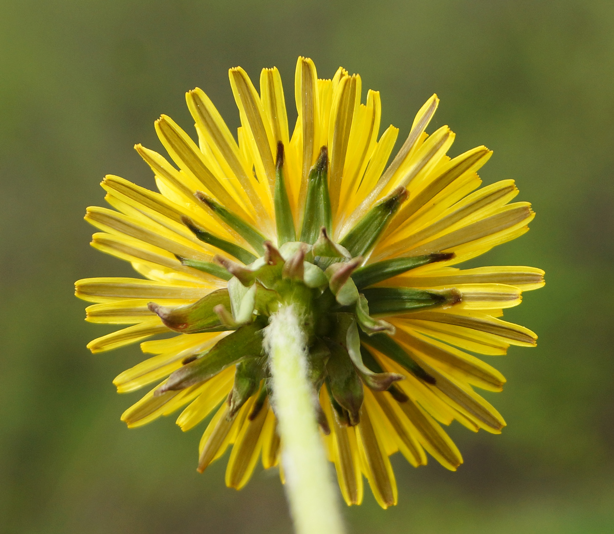 Image of genus Taraxacum specimen.