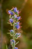 Echium vulgare. Верхушка цветущего растения с притаившимся кузнечиком. Ростовская обл., Куйбышевский р-н, окр. с. Лысогорка, степной склон. 16.06.2017.