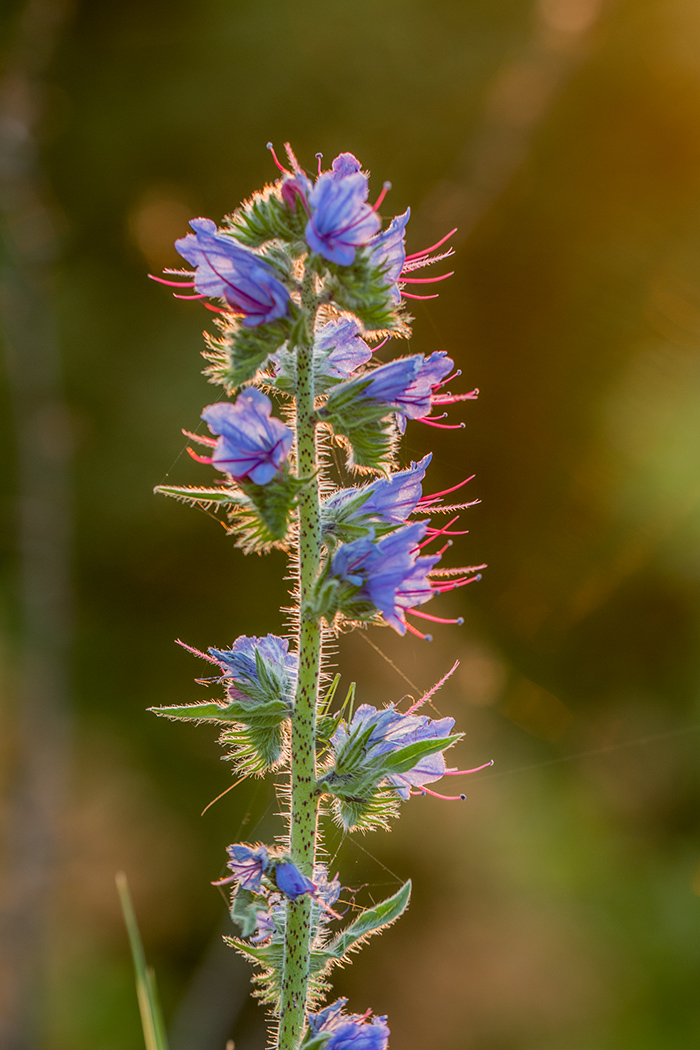 Изображение особи Echium vulgare.