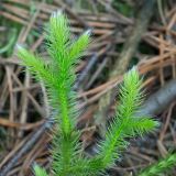 Lycopodium clavatum. Верхушки побегов. Кировская обл., Кирово-Чепецкий р-н, под соснами на берегу карьера. 11.07.2017.