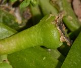Glottiphyllum linguiforme