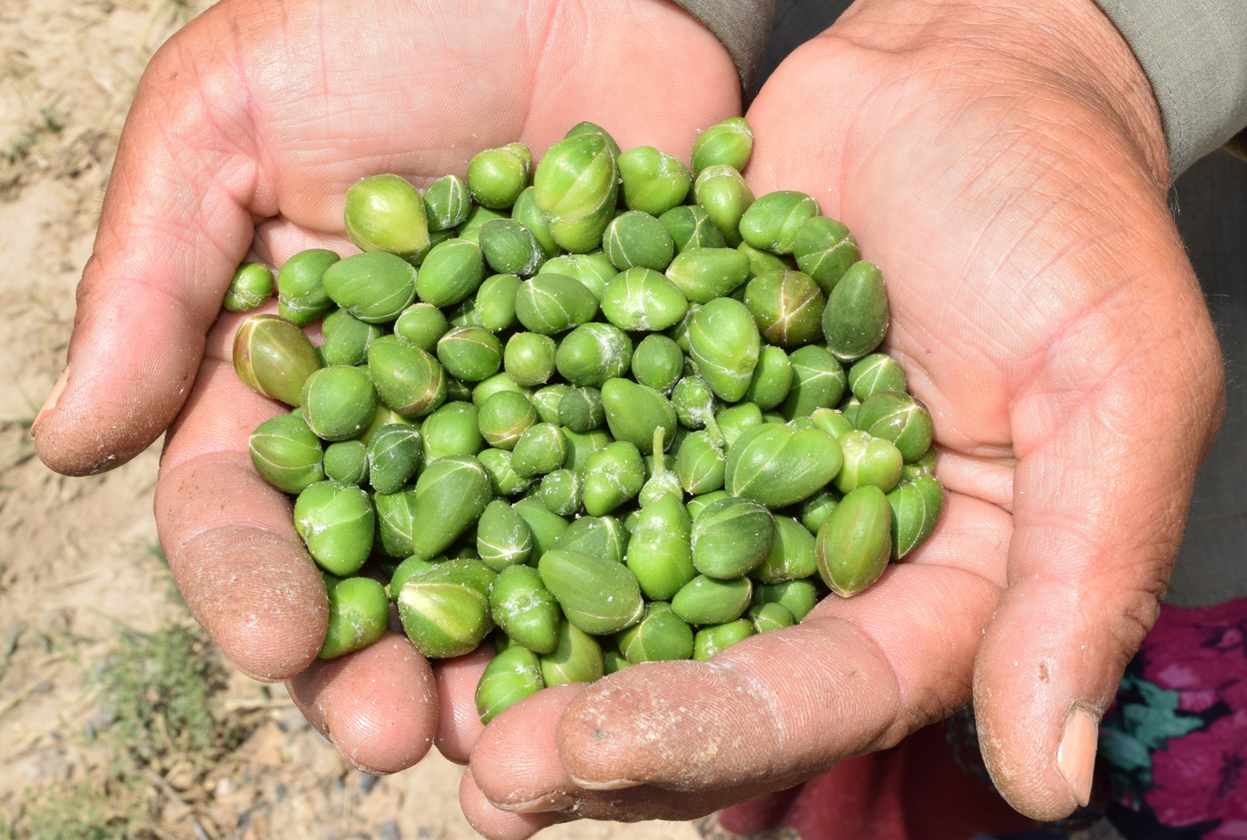 Image of Capparis herbacea specimen.