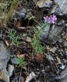 Chamaenerion colchicum