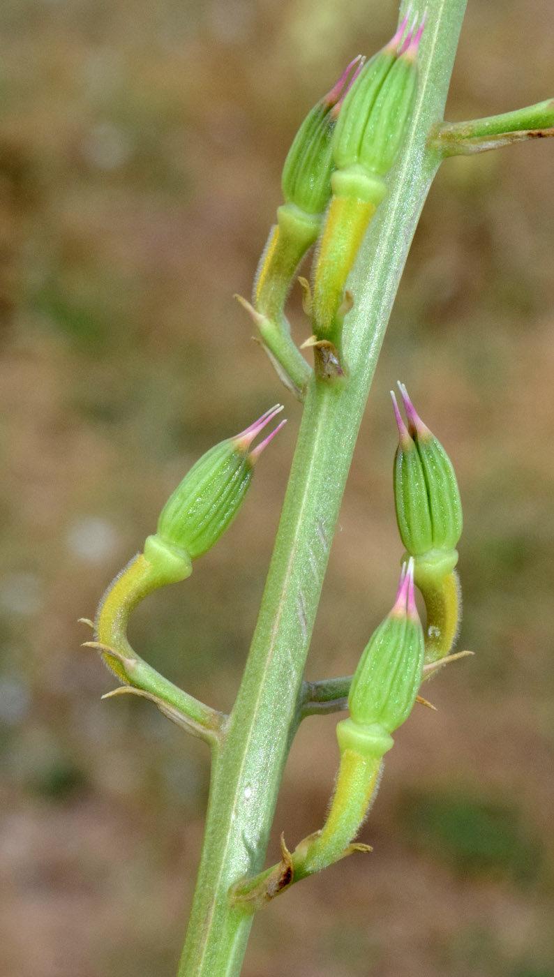 Image of Delphinium semibarbatum specimen.