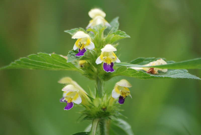 Image of Galeopsis speciosa specimen.