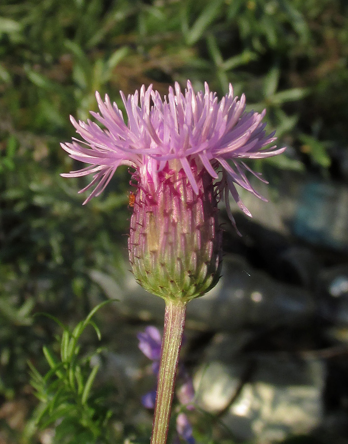 Изображение особи Cirsium setosum.