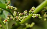 Lipandra polysperma