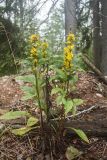 Solidago virgaurea. Цветущее растение. Ленинградская обл., Кингисеппский р-н, Кургальский п-ов, окр. дер. Тисколово, хвойный лес. 27.08.2017.